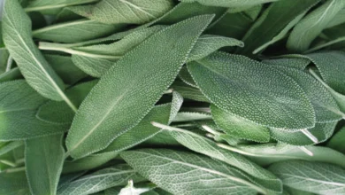 گیاه مرموک