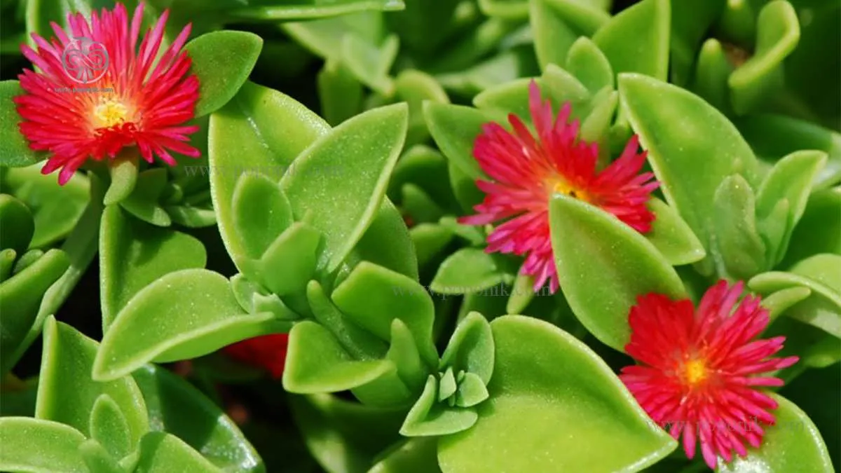 گیاه گل یخی