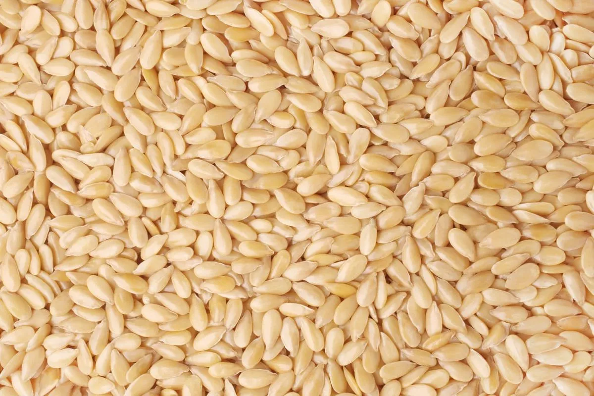 Sesame