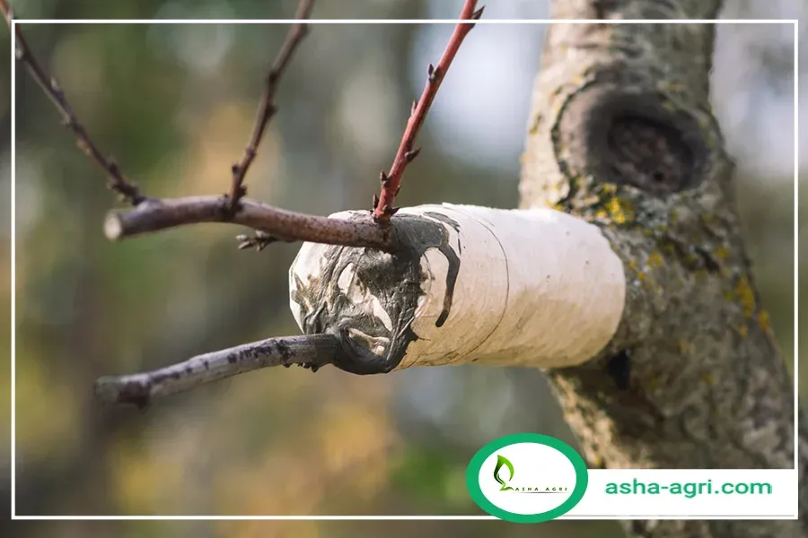 پیوند درخت بادام