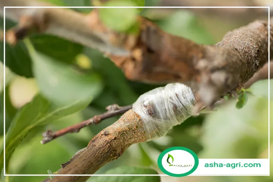 پیوند درخت بادام