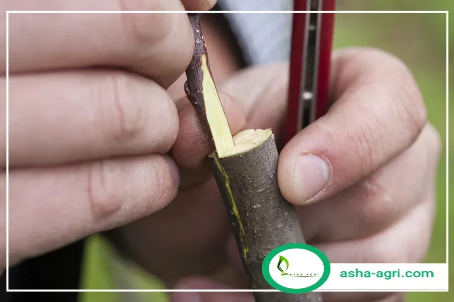 پیوند درخت بادام