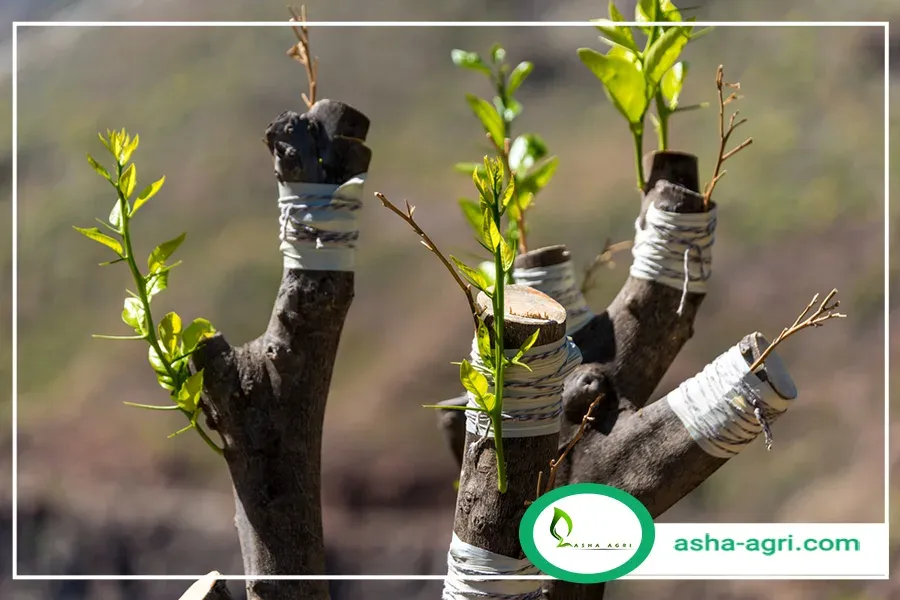 پیوند درخت بادام