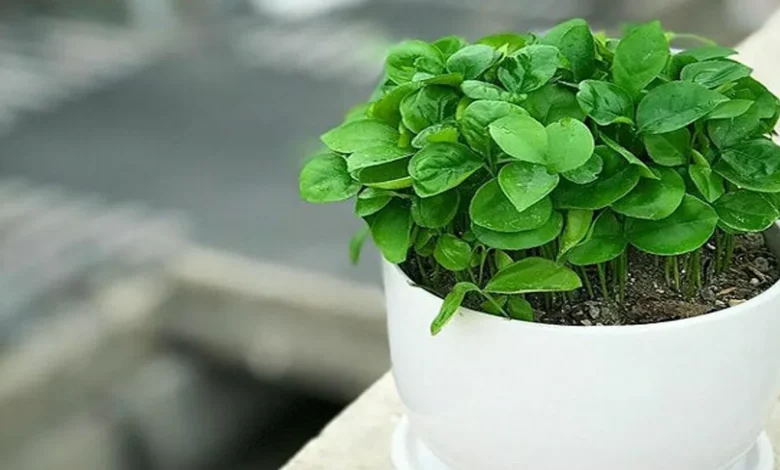 سبزه نارنج