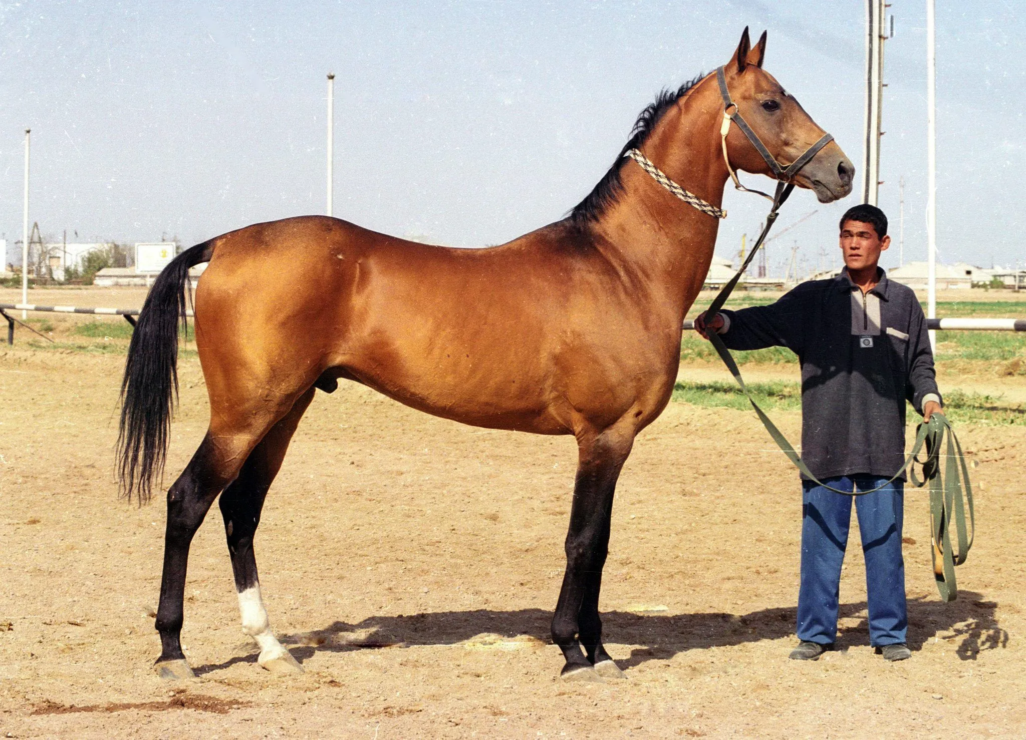 اسب یومود
