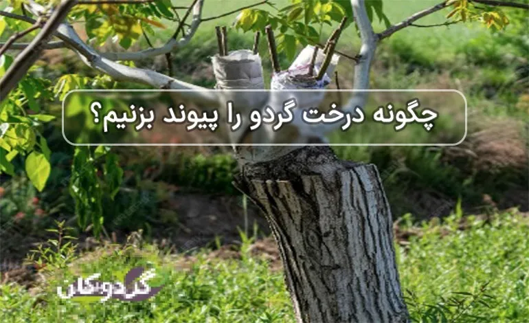 پیوند و اصلاح درخت گردو