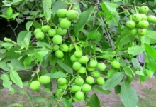 میخ زدن به درخت گردو