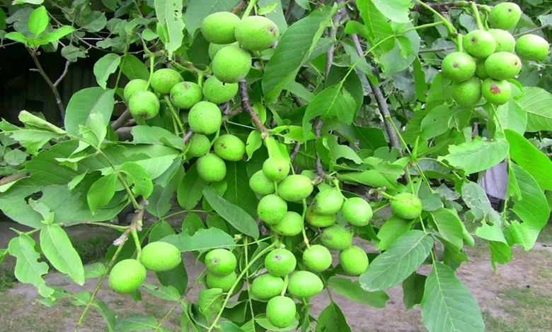 پیوند و اصلاح درخت گردو