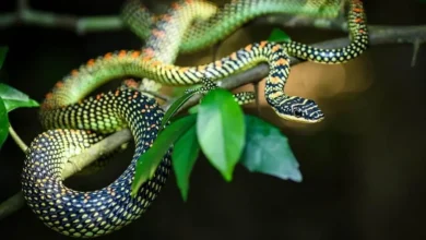 این مار‌های عجیب الخلقه پرواز می‌کنند