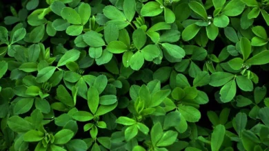 کاهش کلسترول خون