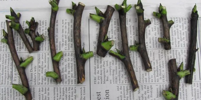 قلمه زدن درختان میوه