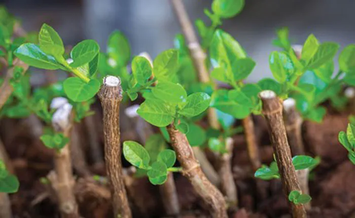 قلمه زدن درختان میوه