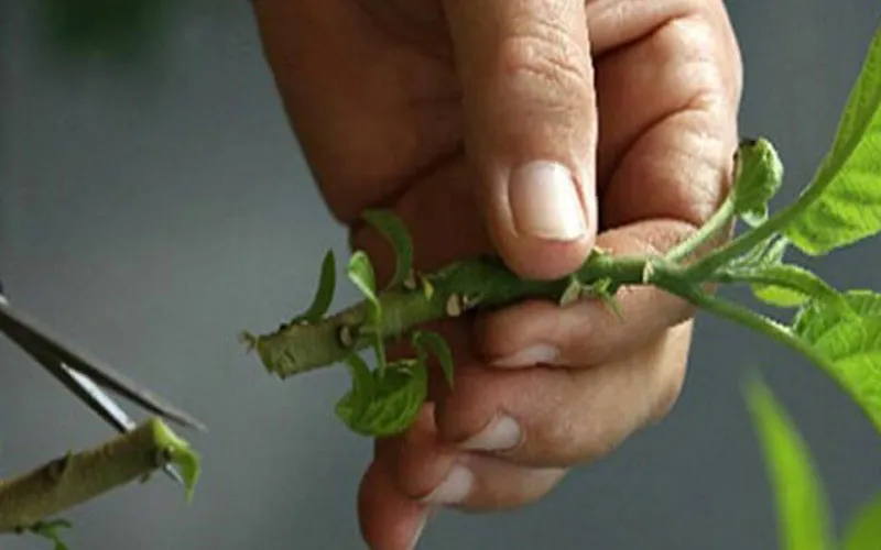 قلمه زدن درختان میوه