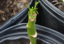 قلمه زدن دیفن باخیا