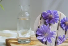 کاسنی