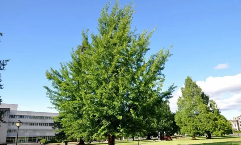 درخت