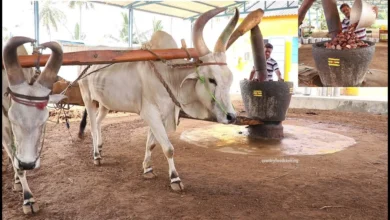 اسموتی شاتوت و نارگیل
