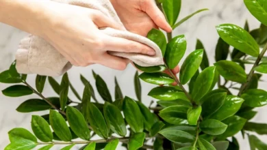 سه ترفند برای تمیز کردن برگ گیاهان3