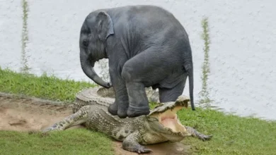 فیل