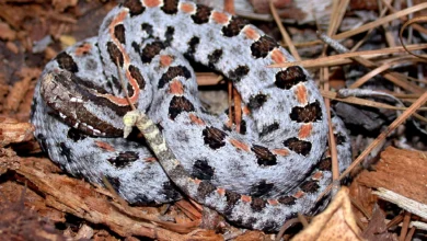 مار زنگی پیگمی