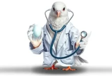 معجزه تخم‌ کبوتر؛ افسانه یا واقعیت؟2