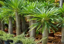 نخل ماداگاسکار