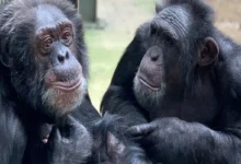 چرا شامپانزه ها دسته‌جمعی ادرار می‌کنند؟ 4