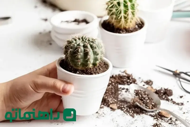 کاکتوس