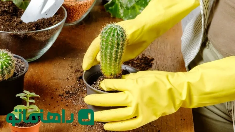 کاکتوس