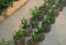 بادام زمینی