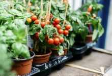 گوجه گیلاسی