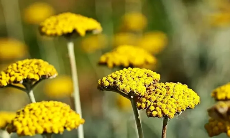 سنگ کلیه