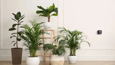 ۱۰ گیاه آپارتمانی مفید برای بهبود کیفیت هوا و کاهش استرس12