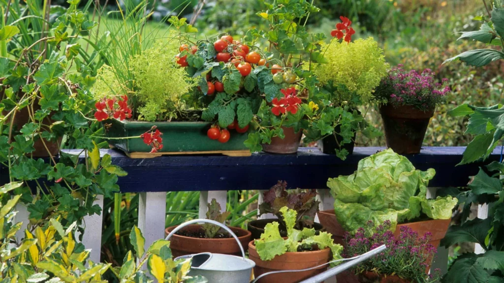 پرورش سبزیجات در خانه ؛ ۱۰ گیاه خوشمزه و آسان برای کاشت