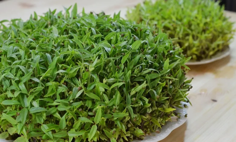 کاشت سبزه کتان