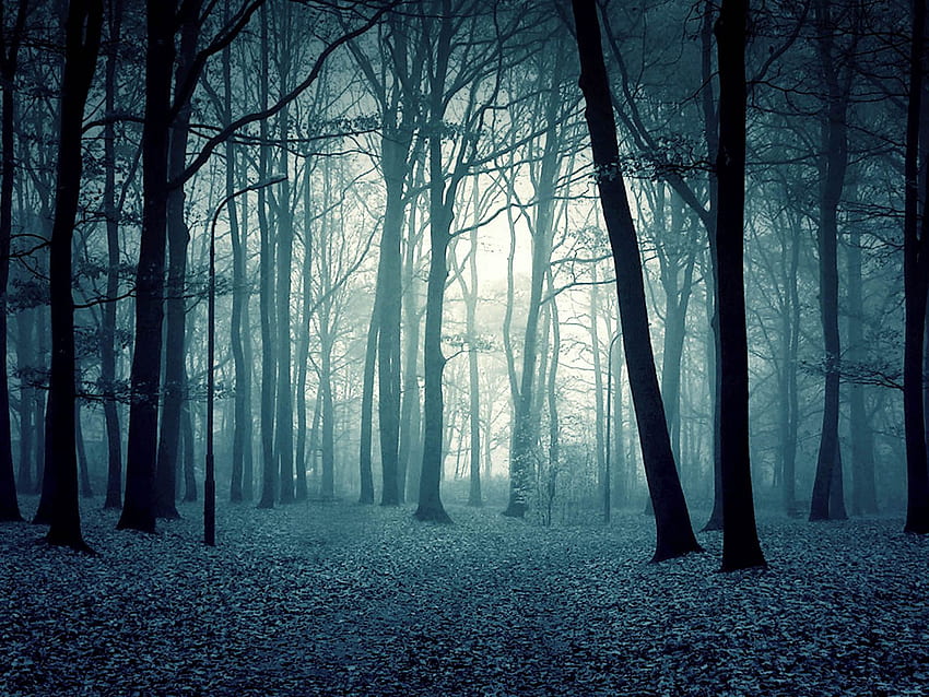 desktop wallpaper scary forest scary nature