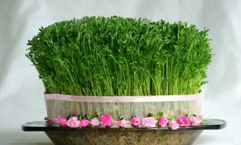 آموزش کاشت سبزه سیاه دانه برای عید 1404