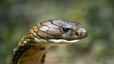 باهوش‌ترین گونۀ مار در جهان عکس