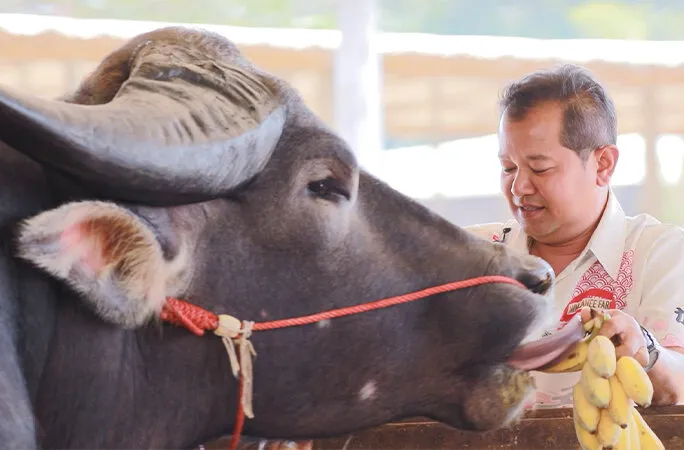 بزرگترین گاومیش آبی جهان 2