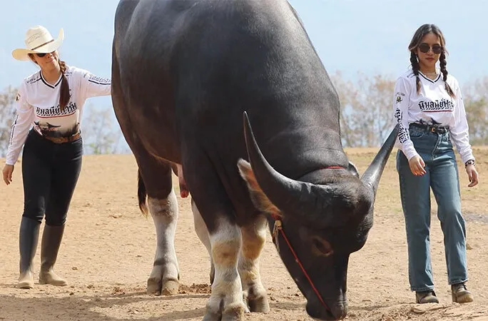 بزرگترین گاومیش آبی جهان
