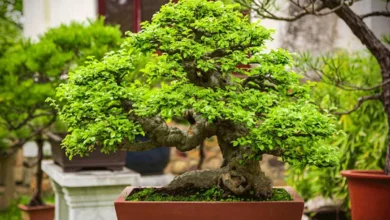 بهترین روش نگهداری و تکثیر بن سای3
