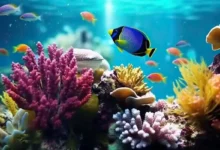 ترفندهای تمیز کردن آسان آب آکواریوم4