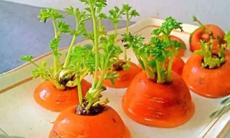 کاشت سبزه هویج
