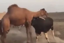 گاو
