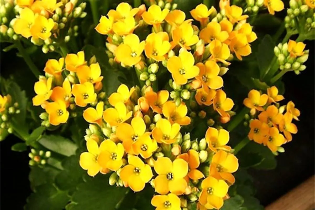 روش صحیح نگهداری و تکثیر گیاه کالانکوا