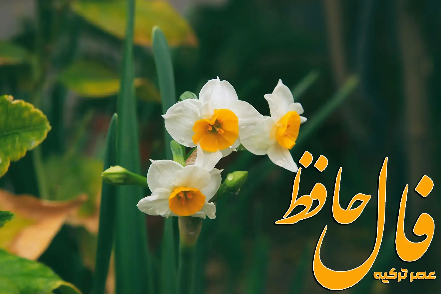 فال حافظ 15 بهمن 1403