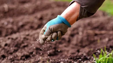 مزایای کود بهاره برای درختان1