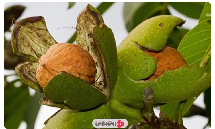 میخ زدن به درخت گردو