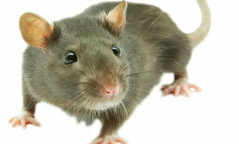 موش