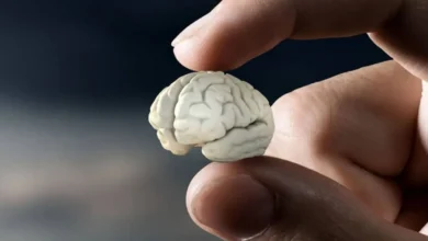 چه کسانی در معرض خطر کوچک شدن مغز هستند؟